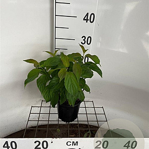 Cornus sericea 'Kelseyi' 25-30 cm C1.3