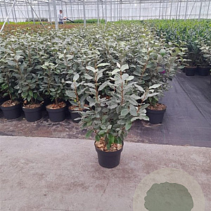 Elaeagnus ebb. 'Compacta' 80-100 cm 7,5L