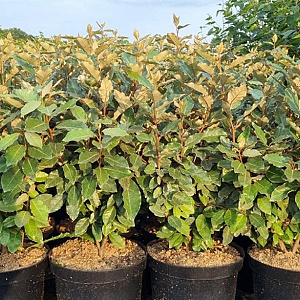 Elaeagnus ebb. 'Compacta' 80-100 cm 7,5L