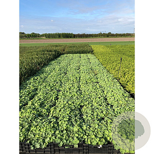 Alchemilla mollis GM P9