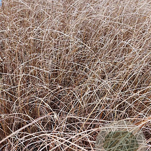 Carex buchananii GM 2,0L