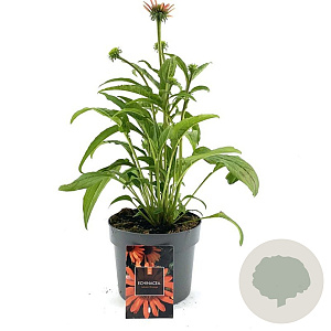 Echinacea Lakota Orange GM 2,0L
