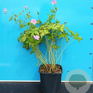 Geranium endressii GM 2,0L