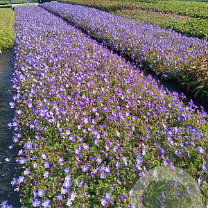 Geranium Rozanne GM P9