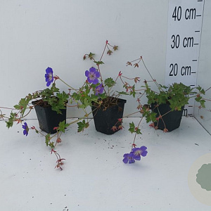 Geranium Rozanne GM P9