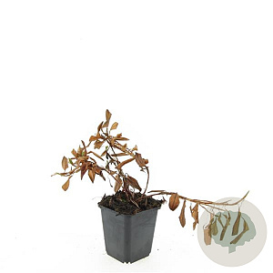 Persicaria aff. 'Darjeeling Red' GM P9