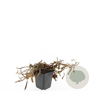 Persicaria aff. 'Darjeeling Red' GM P9