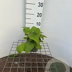 Phlomis russeliana GM C1.3