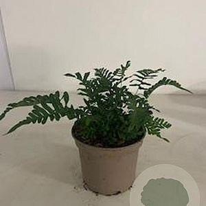 Polypodium vulgare GM 2,0L