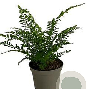 Polystichum setiferum GM 2,0L