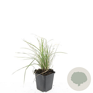 Sesleria autumnalis GM P9