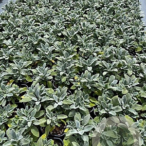 Stachys byzantina 'Silver Carpet' GM 2,0L