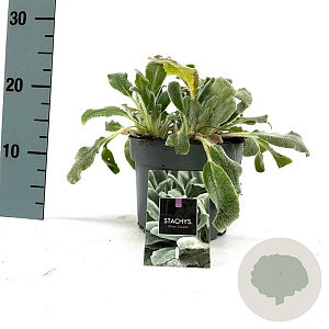 Stachys byzantina 'Silver Carpet' GM 2,0L