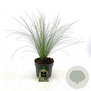 Stipa tenuissima 'Ponytails' GM 2,0L