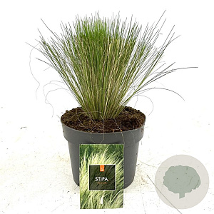 Stipa tenuissima 'Ponytails' GM 2,0L