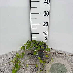 Vinca major 40-60 cm C1.3