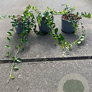 Vinca minor 'Alba' 20-30 cm C1.3