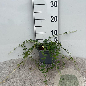 Vinca minor 'Alba' 20-30 cm C1.3