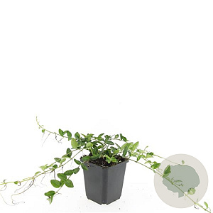 Vinca minor 'Alba' GM P9