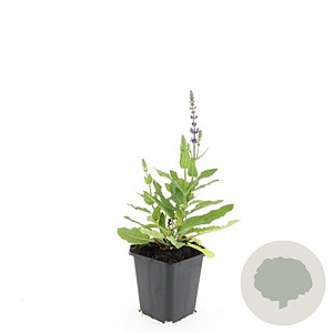 Salvia nem. 'Ostfriesland' GM P9