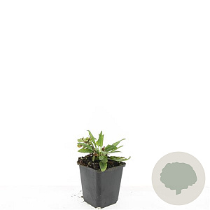 Salvia nem. 'Ostfriesland' GM P9