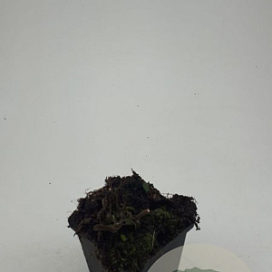 Salvia nem. 'Ostfriesland' GM P9