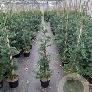 Cupressocyparis leylandii 125-150 cm 7,5L Gestokt