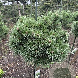 Pinus sylv. 'Sandringham' 85 cm 35L Potgedrukt