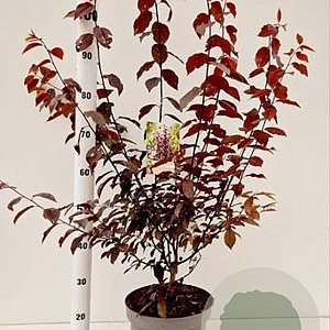 Prunus cer. 'Nigra' 80-100 cm 7,5L