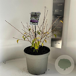 Prunus incisa 'Midori-zakura' 30-40 cm 5,0L