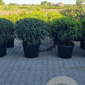 Prunus l. 'Angustifolia' 90-100 cm cont. 65L lage bol najaarspotting