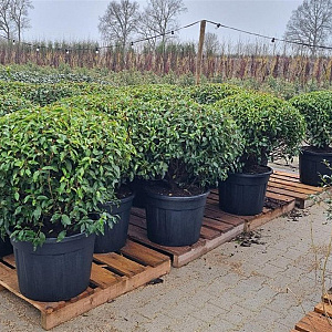 Prunus l. 'Angustifolia' 90-100 cm cont. 65L lage bol najaarspotting