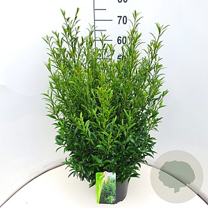 Prunus l. Sofia 40-50 cm 10L bol