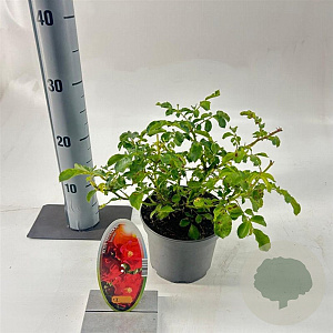 Rosa (H) Matador 15-20 cm P15