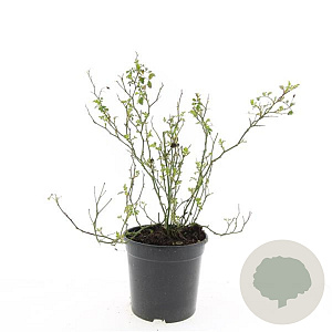 Rosa (M) 'White Fairy' GM C1.3