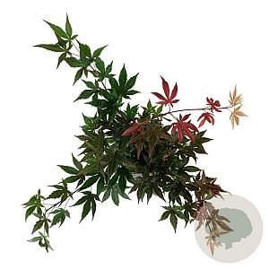 Acer pal. 'Atropurpureum' 40-50 cm P21