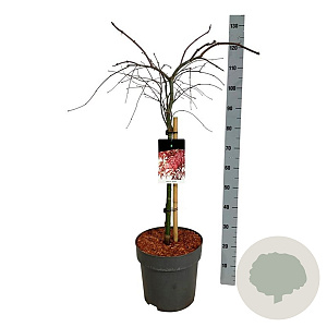 Acer pal. 'Garnet' 60 cm stam 15L