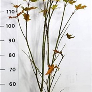 Acer pal. 'Summer Gold' 125-150 cm 15L