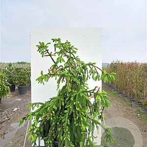 Picea a. 'Acrocona' 150-175 cm cont. 230L solitair