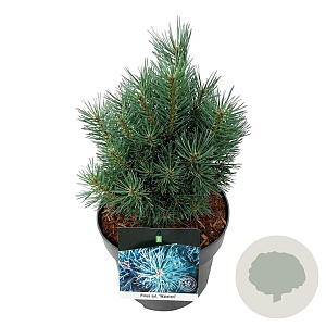 Pinus sylv. 'Watereri' 20-25 cm