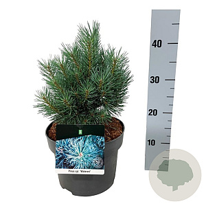 Pinus sylv. 'Watereri' 20-25 cm