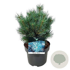 Pinus sylv. 'Watereri' 25-30 cm