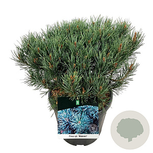 Pinus sylv. 'Watereri' 30-40 cm 15L