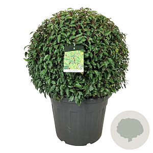 Prunus l. 'Angustifolia' 80-90 cm cont. 90L bol extra