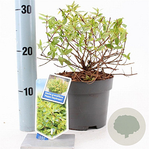 Abelia grandifl. Happy Daydream 25-30 cm 2,0L