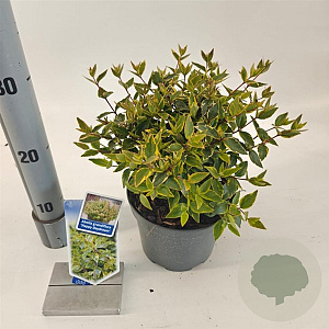 Abelia grandifl. Happy Daydream 25-30 cm 2,0L