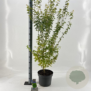 Acer pal. 'Bi-hoo' 80-100 cm 10L