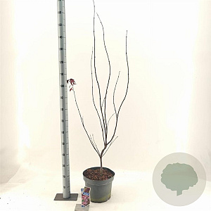 Acer pal. 'Bi-hoo' 80-100 cm 10L