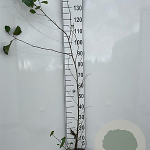Alnus glutinosa 125-150 cm 2,0L