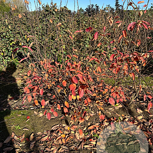 Amelanchier lamarckii 100-125 cm met kluit